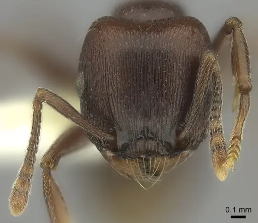 Tetramorium solidum specimen CASENT0217978 image casent0217978_2