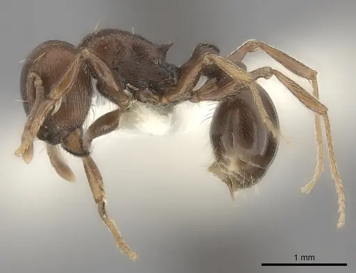 Tetramorium solidum specimen CASENT0217978 image casent0217978_3