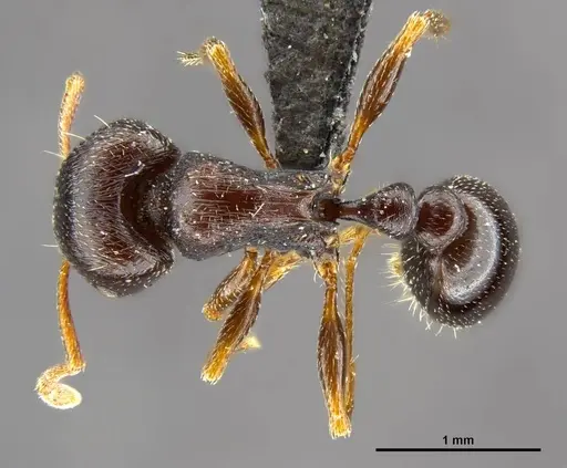 Tetramorium solidum specimen CASENT0250960 image casent0250960_1