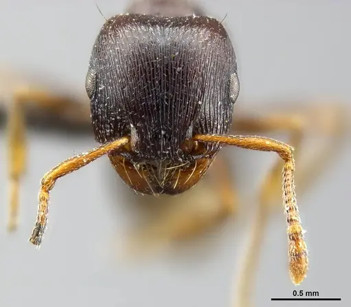 Tetramorium solidum specimen CASENT0250960 image casent0250960_2