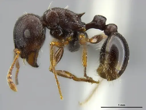 Tetramorium solidum specimen CASENT0250960 image casent0250960_3