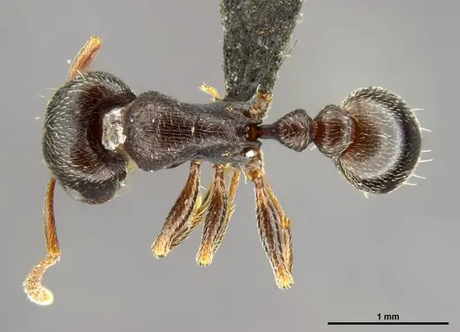 Tetramorium solidum specimen CASENT0250969 image casent0250969_1