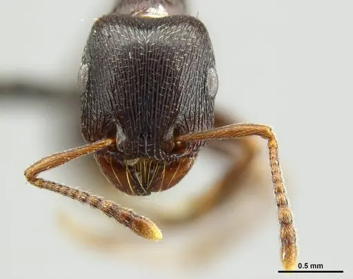 Tetramorium solidum specimen CASENT0250969 image casent0250969_2
