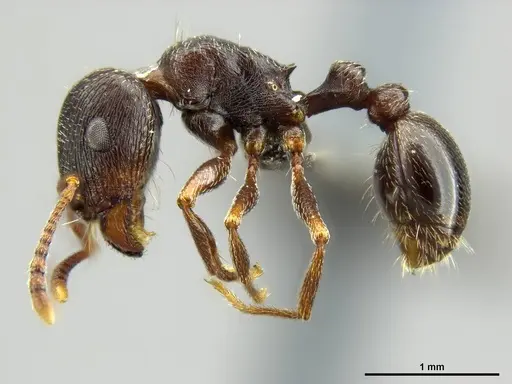Tetramorium solidum specimen CASENT0250969 image casent0250969_3