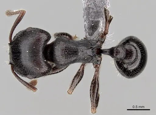 Tetramorium solidum specimen CASENT0264030 image casent0264030_1