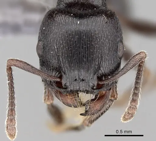 Tetramorium solidum specimen CASENT0264030 image casent0264030_2