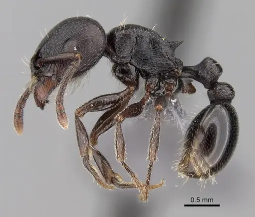 Tetramorium solidum specimen CASENT0264030 image casent0264030_3