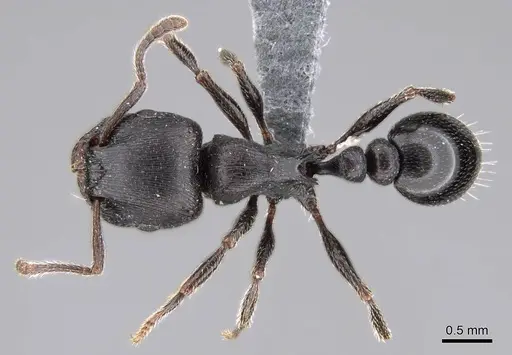 Tetramorium solidum specimen CASENT0785905 image casent0785905_1