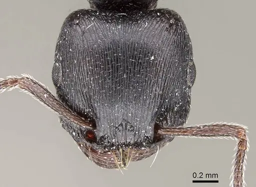 Tetramorium solidum specimen CASENT0785905 image casent0785905_2