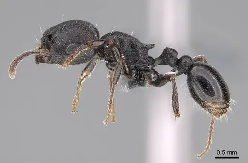 Tetramorium solidum specimen CASENT0785905 image casent0785905_3