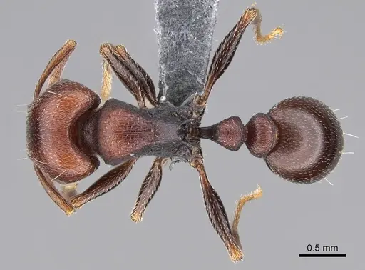 Tetramorium solidum specimen CASENT0785975 image casent0785975_1