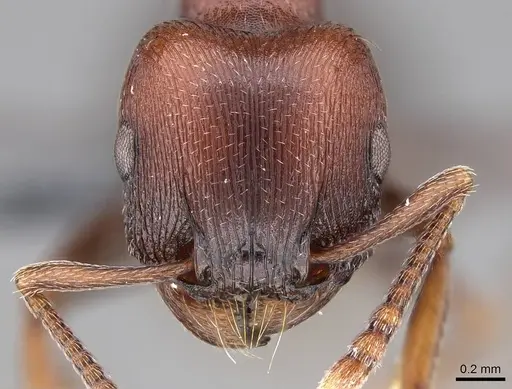 Tetramorium solidum specimen CASENT0785975 image casent0785975_2