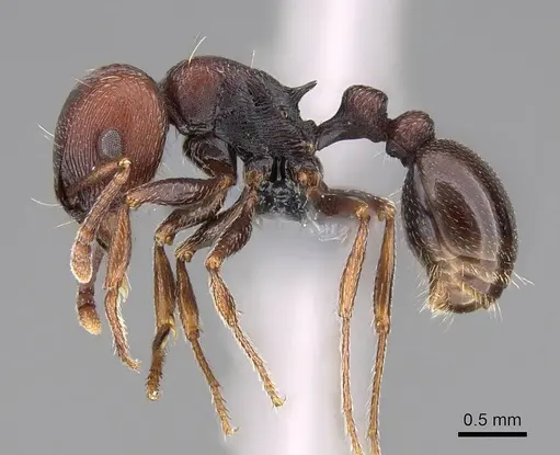 Tetramorium solidum specimen CASENT0785975 image casent0785975_3