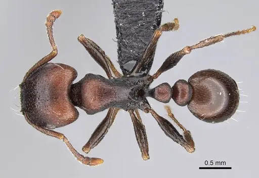 Tetramorium solidum specimen CASENT0822213 image casent0822213_1