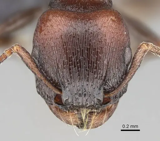Tetramorium solidum specimen CASENT0822213 image casent0822213_2