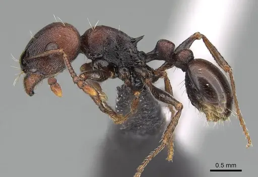 Tetramorium solidum specimen CASENT0822213 image casent0822213_3
