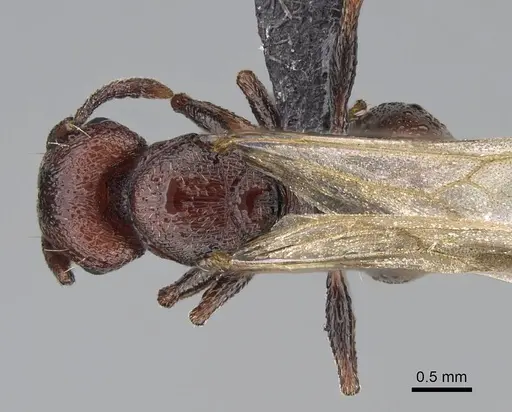 Tetramorium solidum specimen CASENT0822214 image casent0822214_1