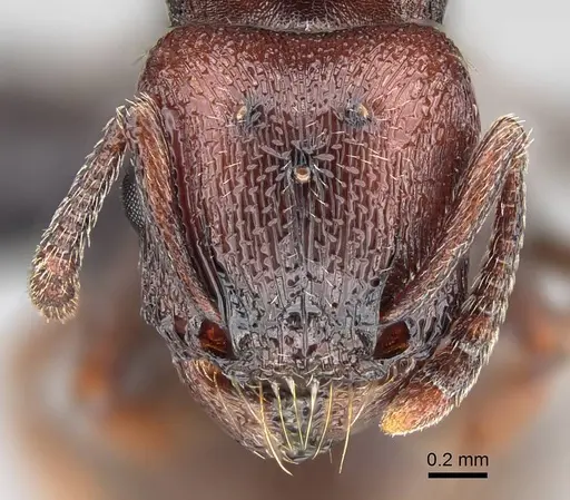 Tetramorium solidum specimen CASENT0822214 image casent0822214_2