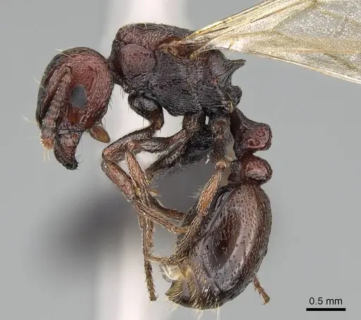 Tetramorium solidum specimen CASENT0822214 image casent0822214_4