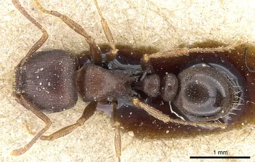 Tetramorium solidum specimen CASENT0904840 image casent0904840_1