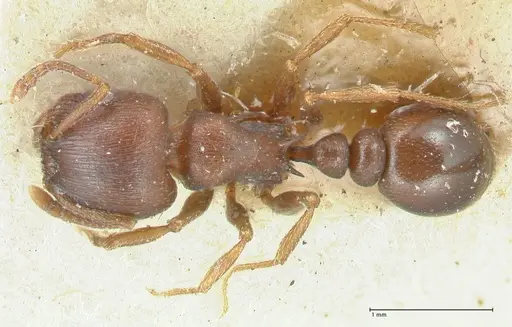 Tetramorium solidum specimen FOCOL2081 image focol2081_1