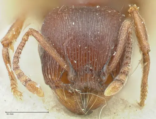 Tetramorium solidum specimen FOCOL2081 image focol2081_2