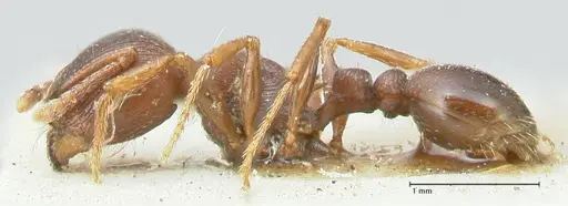 Tetramorium solidum specimen FOCOL2081 image focol2081_3