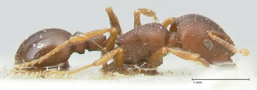 Tetramorium solidum specimen FOCOL2081 image focol2081_4