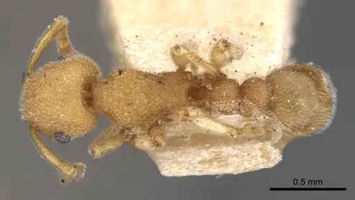 Tetramorium solomonense specimen CASENT0901064 image casent0901064_1