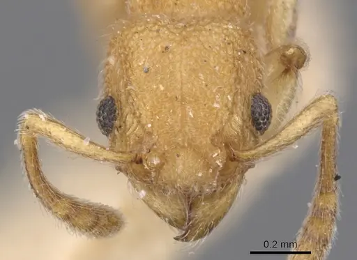 Tetramorium solomonense specimen CASENT0901064 image casent0901064_2