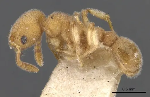 Tetramorium solomonense specimen CASENT0901064 image casent0901064_3