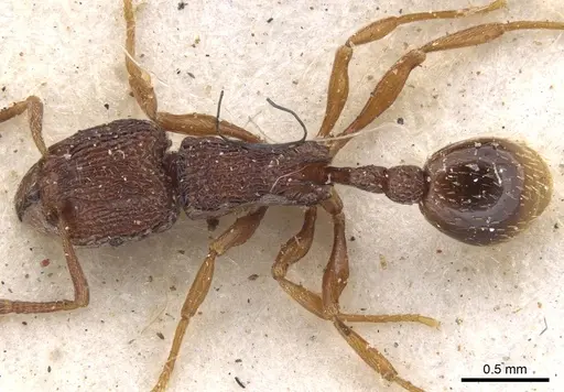 Tetramorium somniculosum specimen CASENT0901172 image casent0901172_1