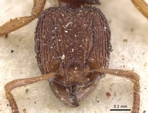 Tetramorium somniculosum specimen CASENT0901172 image casent0901172_2