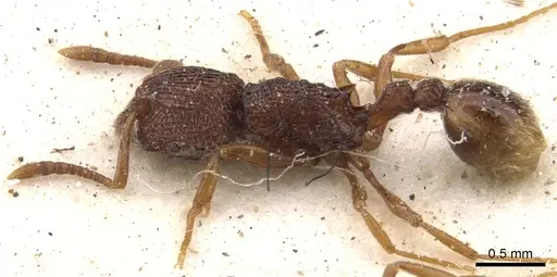 Tetramorium somniculosum specimen CASENT0901172 image casent0901172_3