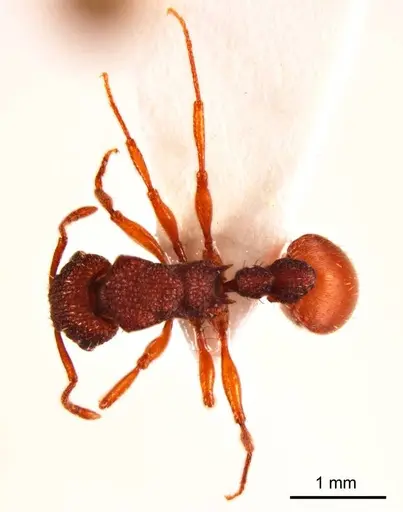 Tetramorium spininode specimen ANTWEB1008724 image antweb1008724_1