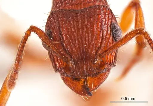 Tetramorium spininode specimen ANTWEB1008724 image antweb1008724_2