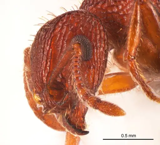 Tetramorium spininode specimen ANTWEB1008724 image antweb1008724_3