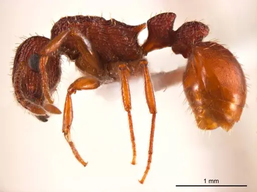 Tetramorium spininode specimen ANTWEB1008724 image antweb1008724_4