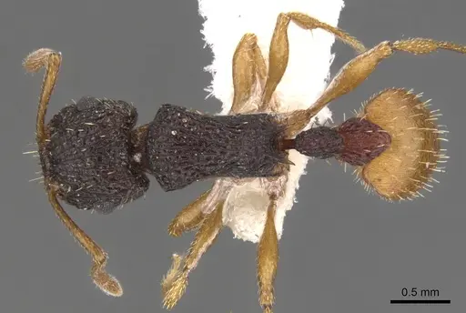Tetramorium spininode specimen CASENT0901041 image casent0901041_1
