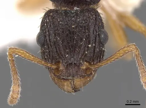 Tetramorium spininode specimen CASENT0901041 image casent0901041_2