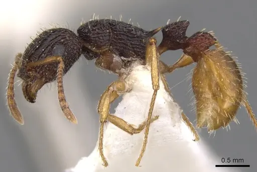 Tetramorium spininode specimen CASENT0901041 image casent0901041_3