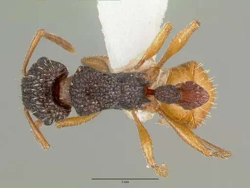 Tetramorium spininode specimen CASTYPE12542 image castype12542_1