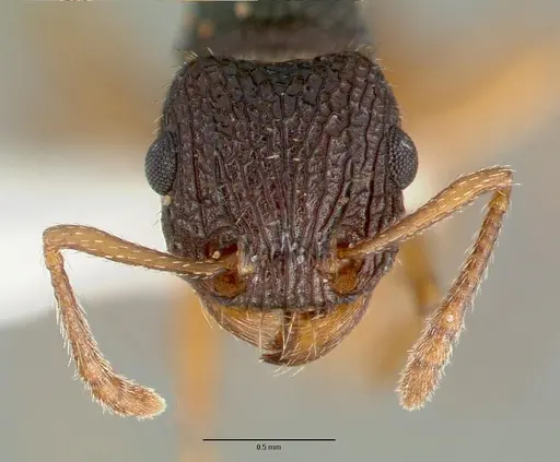 Tetramorium spininode specimen CASTYPE12542 image castype12542_2