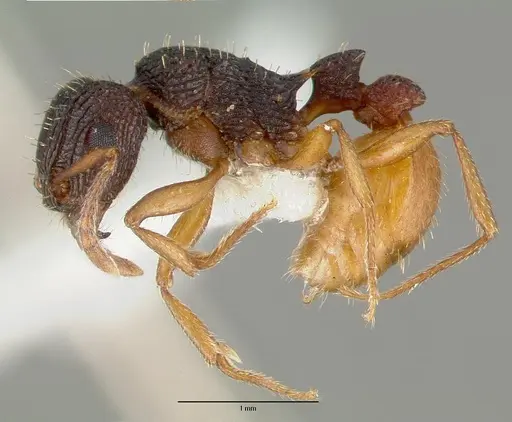 Tetramorium spininode specimen CASTYPE12542 image castype12542_3
