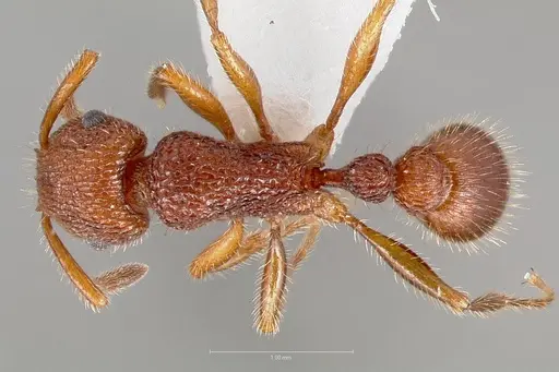 Tetramorium spinosum specimen CASENT0005831 image casent0005831_1