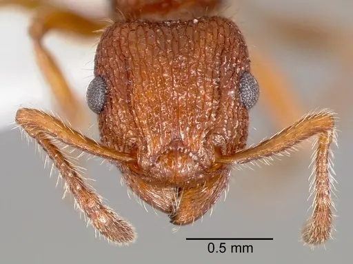 Tetramorium spinosum specimen CASENT0005831 image casent0005831_2