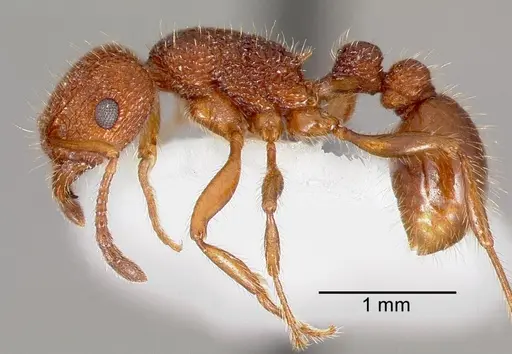 Tetramorium spinosum specimen CASENT0005831 image casent0005831_3