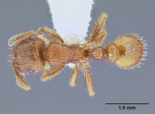 Tetramorium spinosum specimen CASENT0106287 image casent0106287_1