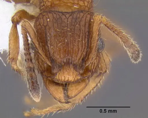 Tetramorium spinosum specimen CASENT0106287 image casent0106287_2