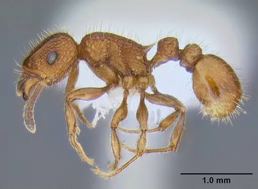 Tetramorium spinosum specimen CASENT0106287 image casent0106287_3